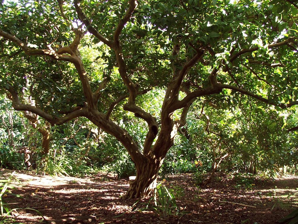Quinta Das Buganvilias Castelo Branco Kültér fotó